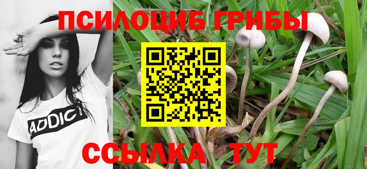 Псилоцибиновые грибы Psilocybe Альметьевск